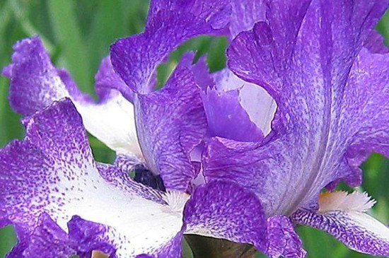 鸢尾花盆栽如何养