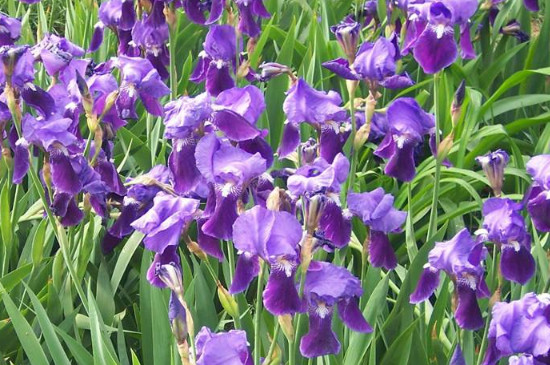 鸢尾花盆栽如何养