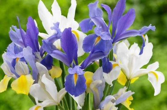 鸢尾花盆栽如何养