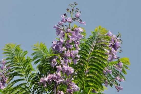 蓝花楹与凤凰木区别,4大外形特征区分两者