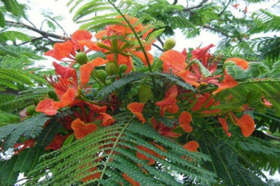 蓝花楹与凤凰木区别,4大外形特征区分两者