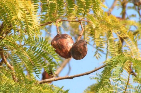 蓝花楹与凤凰木区别,4大外形特征区分两者