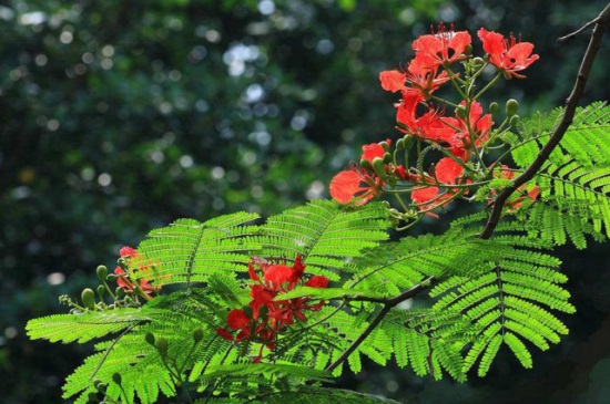 蓝花楹与凤凰木区别,4大外形特征区分两者