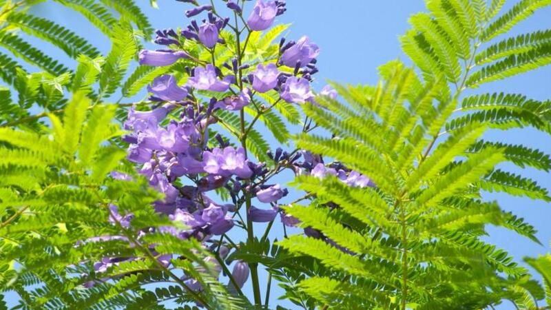 蓝花楹的养殖办法和留意事项