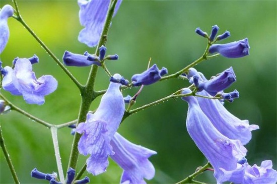 蓝花楹的养殖办法和留意事项