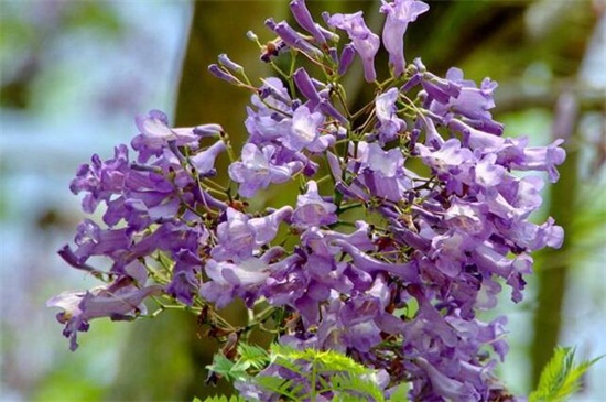 蓝花楹的养殖办法和留意事项