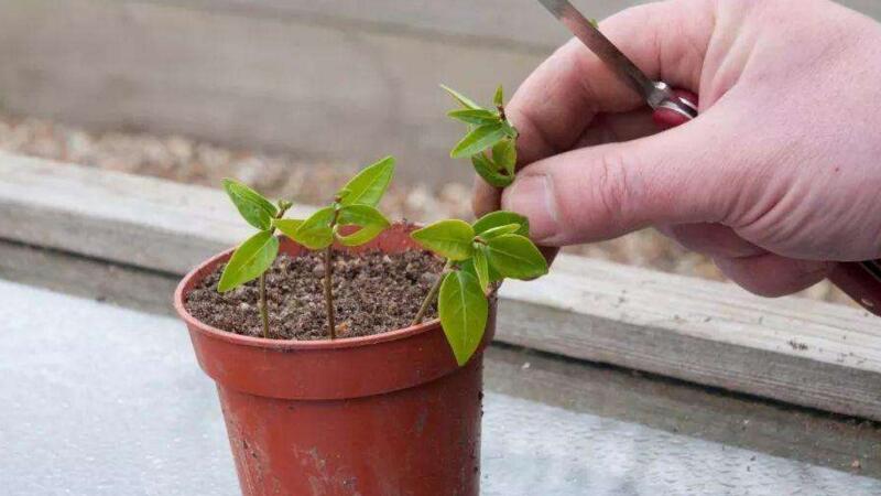 蓝花楹如何修剪