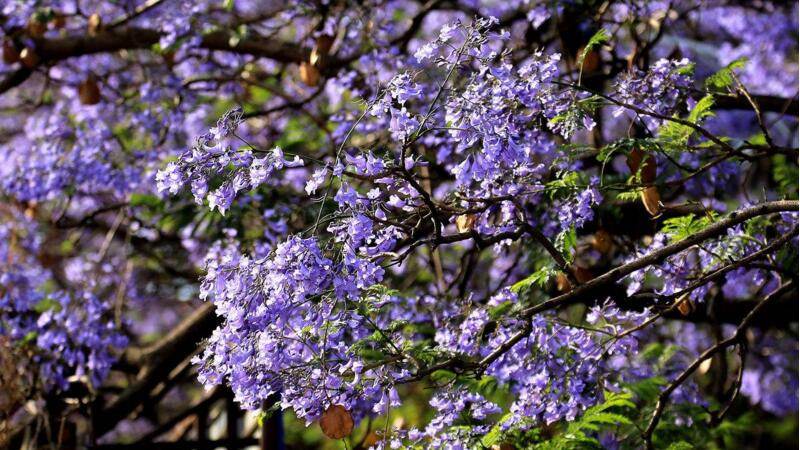 蓝花楹的繁殖办法