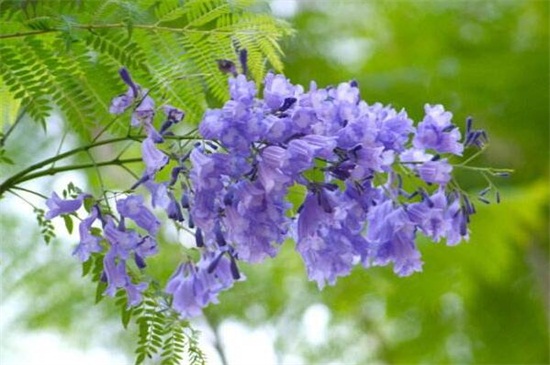 蓝花楹的繁殖办法