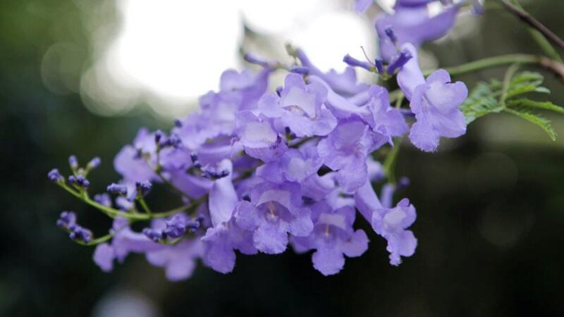 蓝花楹种子如何种