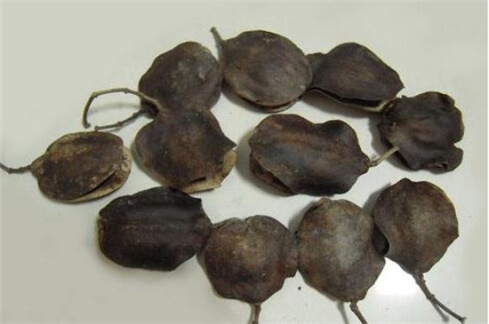 蓝花楹种子如何种