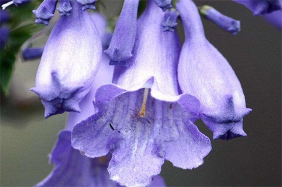 蓝花楹种子如何种