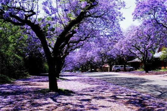 蓝花楹春季如何养，控温10℃以上避免冻害