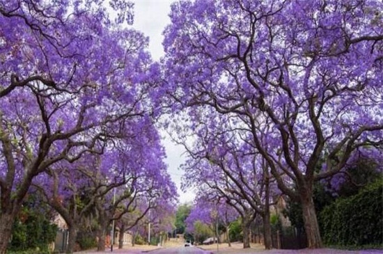 蓝花楹春季如何养，控温10℃以上避免冻害