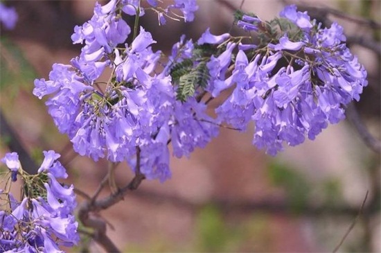 蓝花楹春季如何养，控温10℃以上避免冻害