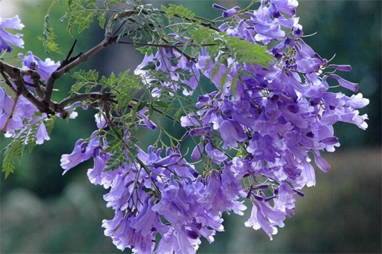 蓝花楹春季如何养，控温10℃以上避免冻害