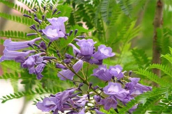 蓝花楹春季如何养，控温10℃以上避免冻害