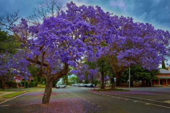 蓝花楹的养殖办法和留意事项，早春剪枝以及预防天牛虫害