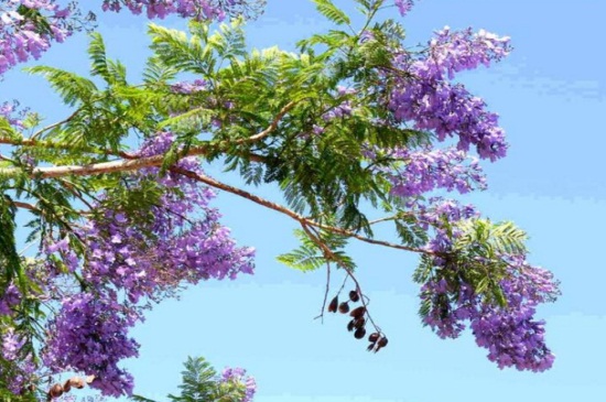 蓝花楹的养殖办法和留意事项，早春剪枝以及预防天牛虫害