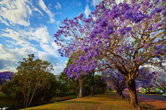 蓝花楹的养殖办法和留意事项，早春剪枝以及预防天牛虫害