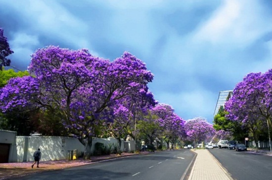 蓝花楹的养殖办法和留意事项，早春剪枝以及预防天牛虫害