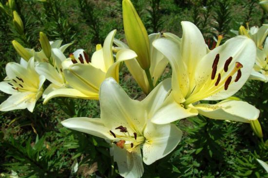 小叶百合花和大叶区别