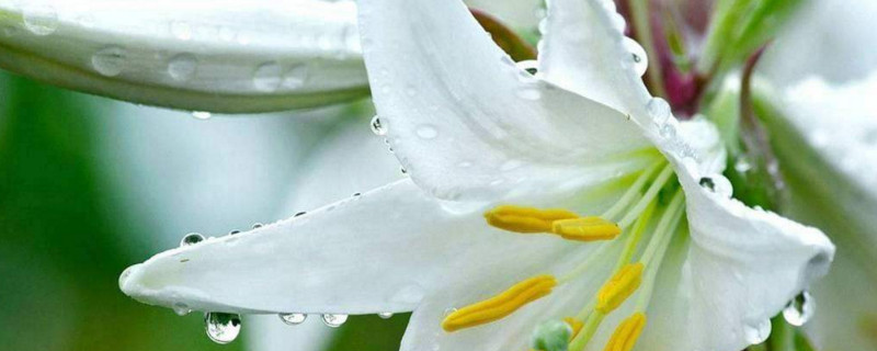 百合花如何用矮壮素
