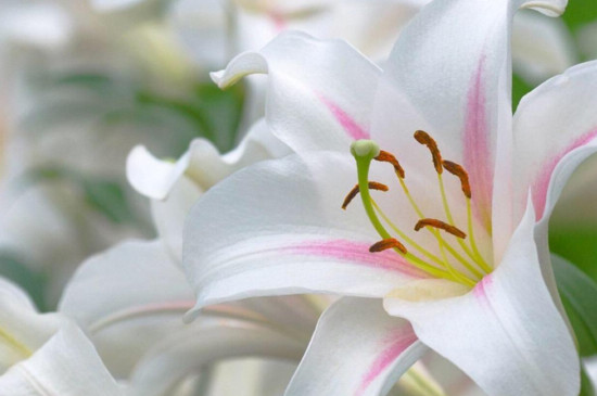 百合花如何用矮壮素