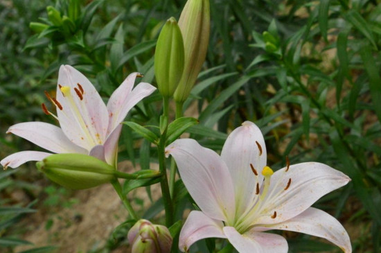 百合花如何用矮壮素