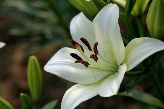 百合花如何用矮壮素