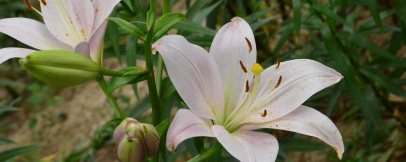 百合花开了以后如何养