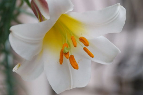 百合花开了以后如何养