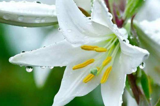 百合花开了以后如何养