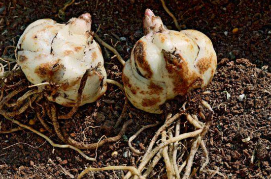 百合花开了以后如何养