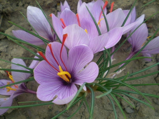 西红花的功效与作用：溃疡患者不宜服用