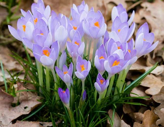 西红花的功效与作用：溃疡患者不宜服用