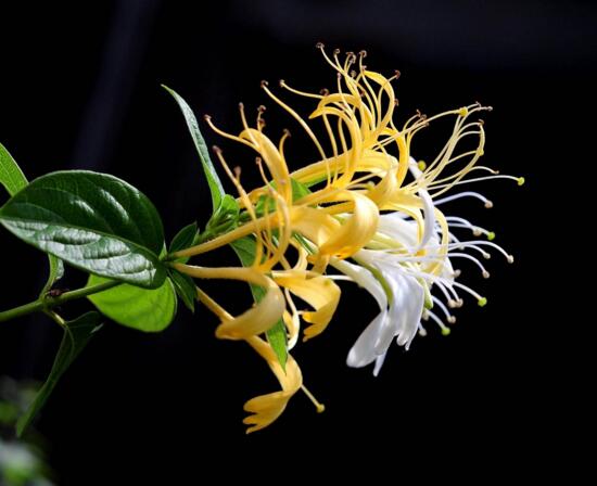 金银花茶可以祛痘吗，金银花茶祛痘的操作办法