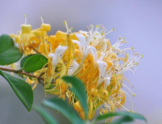 金银花茶如何泡，金银花蜂蜜水最简单/清热解毒又润肺通便