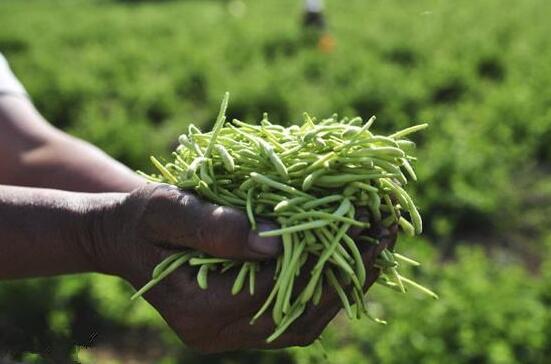 金银花如何烘干,烘干的3种办法总有一种适合你