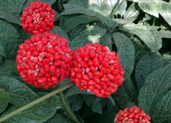 田七花的功效与作用：虚寒之人留意使用