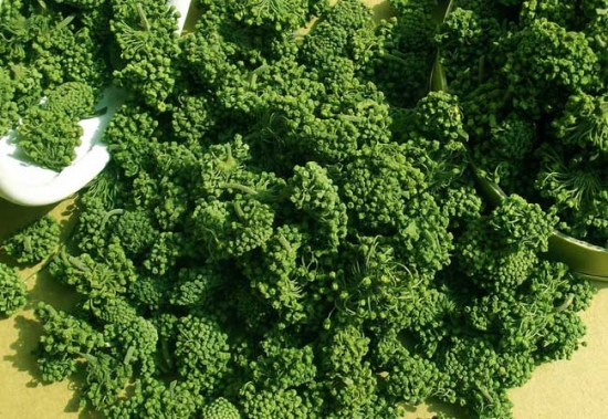 田七花 田七花的功效与作用:虚寒之人留意使用