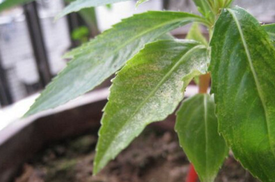 指甲花叶子发黄如何办，四个办法让其叶子重归翠绿