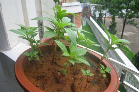 指甲花叶子发黄如何办，四个办法让其叶子重归翠绿