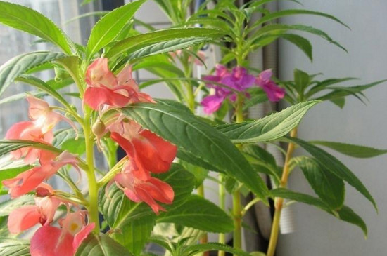 指甲花叶子发黄如何办，四个办法让其叶子重归翠绿