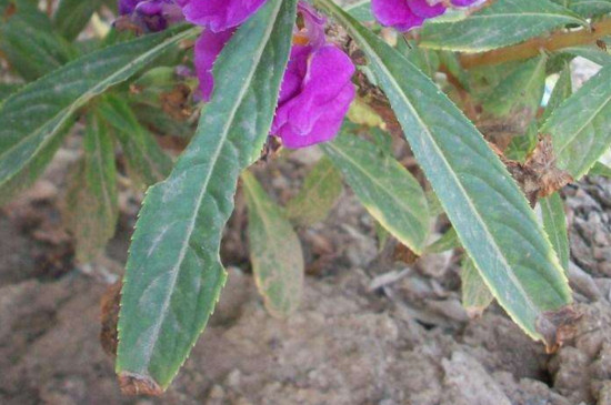 指甲花叶子发黄如何办，四个办法让其叶子重归翠绿