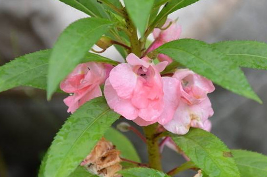 指甲花叶子发黄如何办，四个办法让其叶子重归翠绿