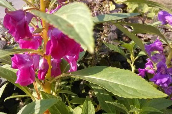 指甲花叶子发黄如何办，四个办法让其叶子重归翠绿