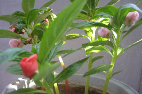 指甲花叶子发黄如何办，四个办法让其叶子重归翠绿