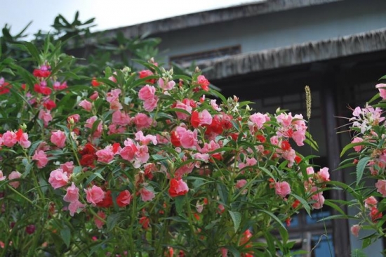 指甲花的功效与作用：孕妇忌食
