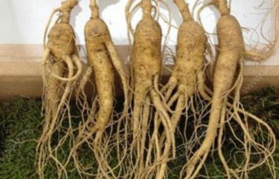 人参如何吃对人体好